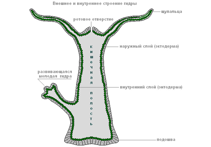 Что такое кракен в даркнете